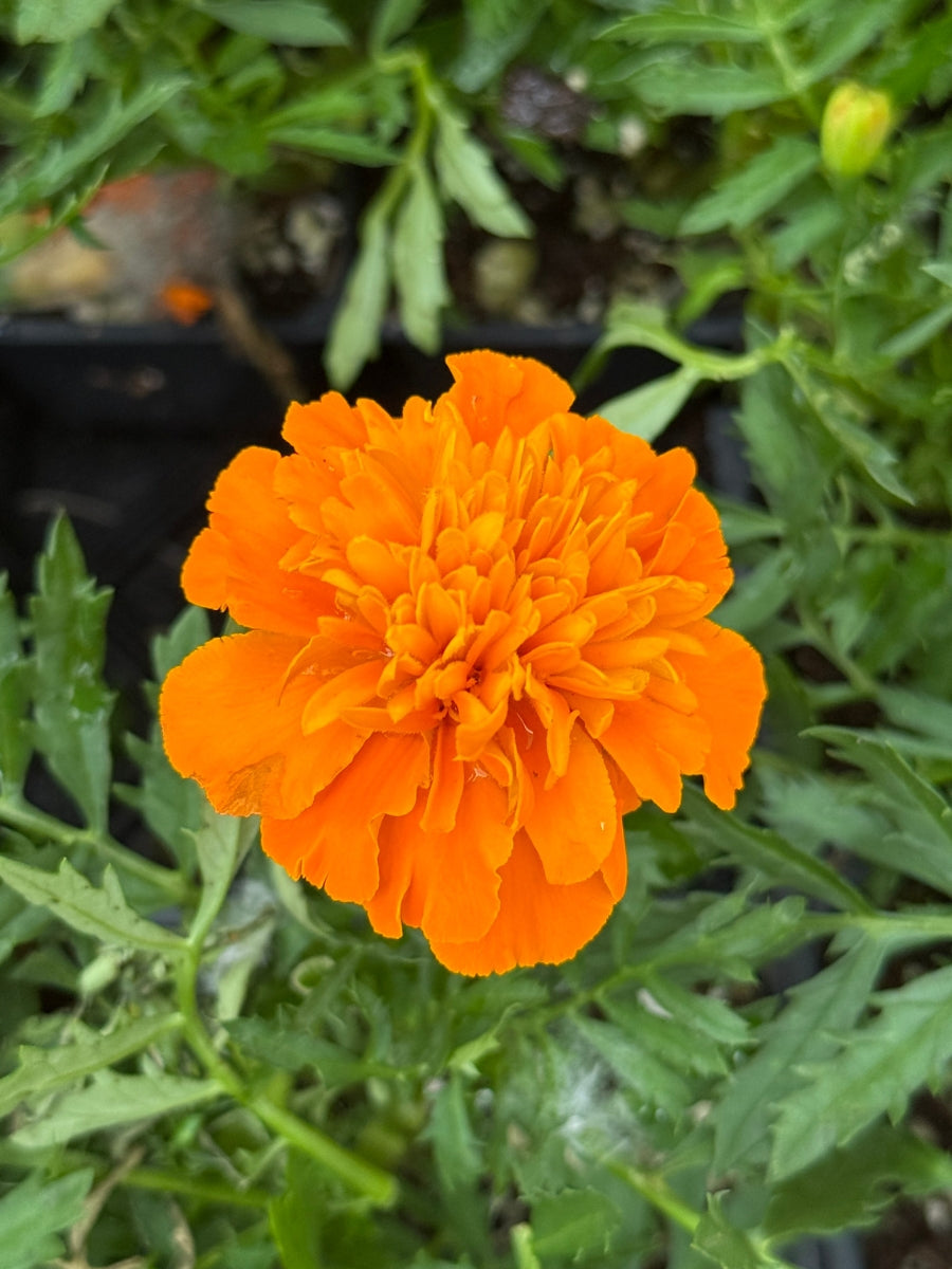 Marigold Bonanza™ Deep Orange Pack
