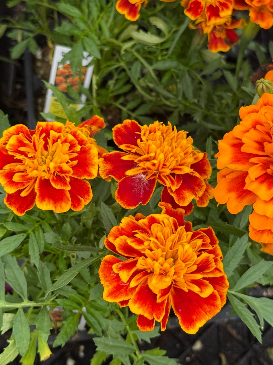Marigold Bonanza®️ Bee Pack
