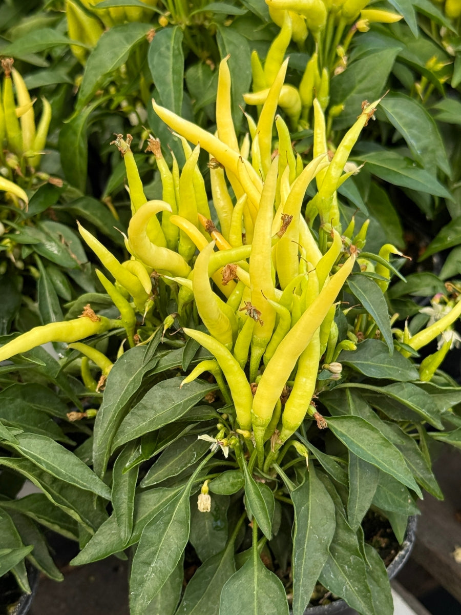 Ornamental Capsicum Pepper 'Medusa' 4"