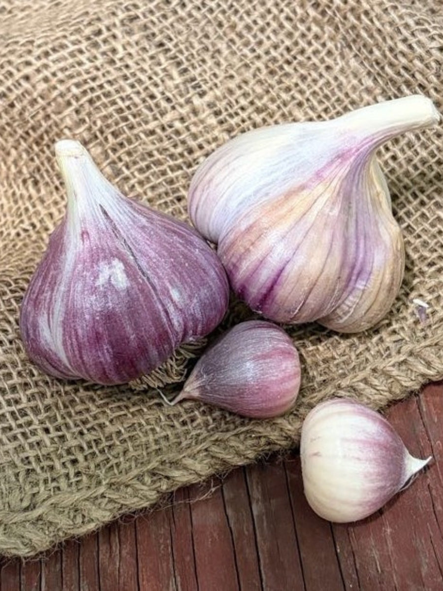 Garlic Hardneck 'Metechi' - Edible Bulb