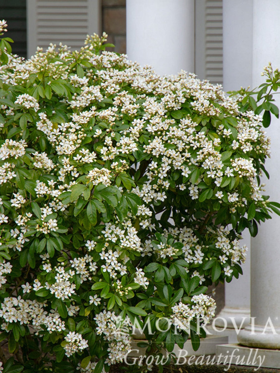 Choisya ‘Ternata’