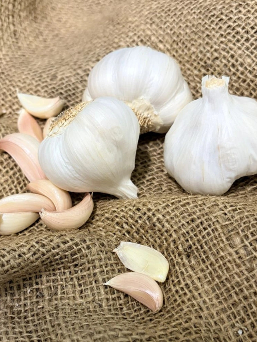Garlic Hardneck 'Spanish Benitee' - Edible Bulb
