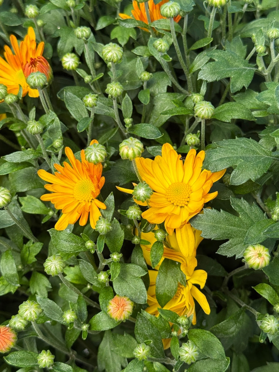 Mum 'Michelle Gold' 1G