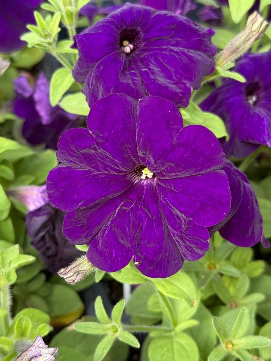 Petunia 'Midnight Madness' 4''