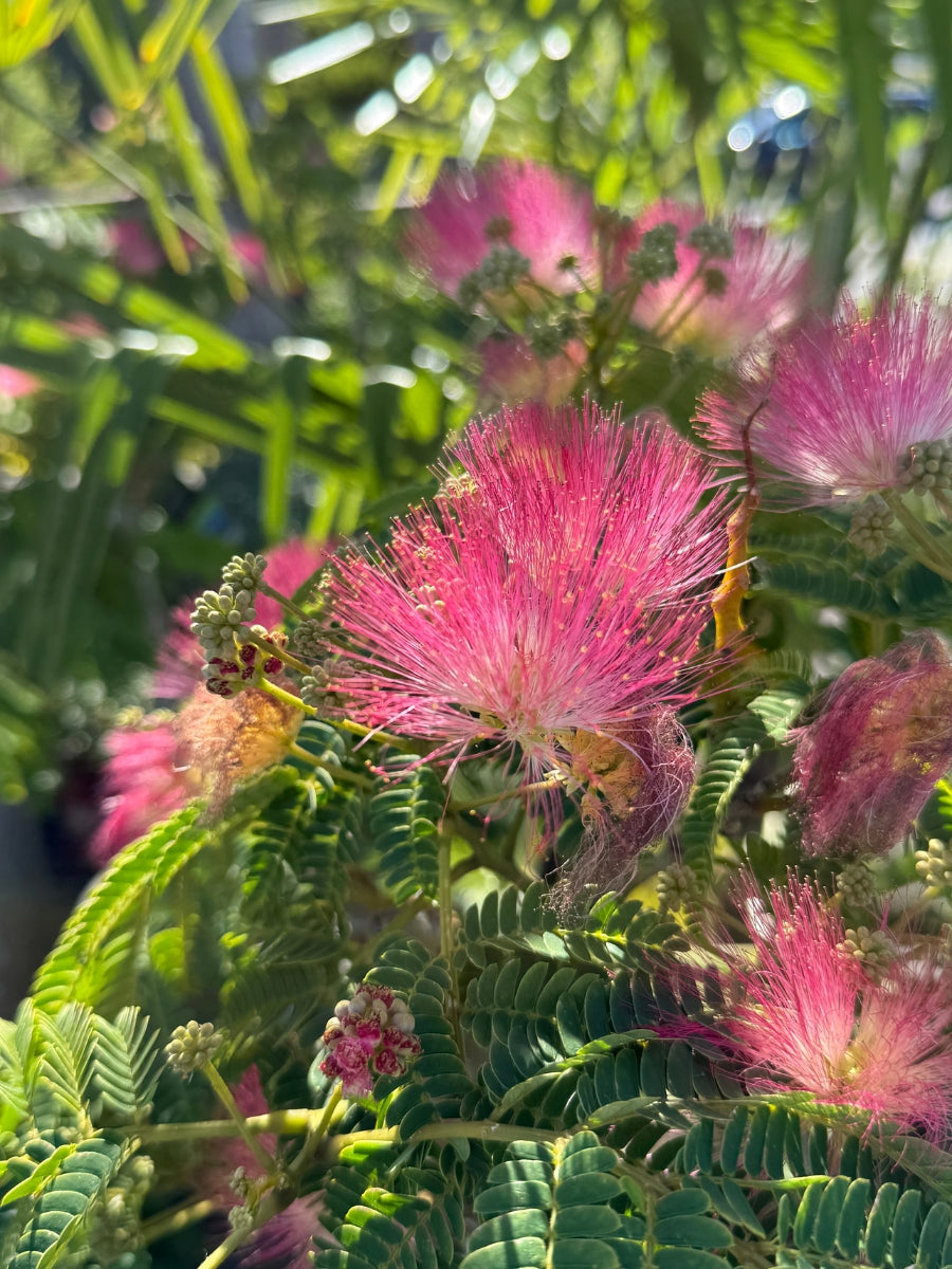 Albizia J 'Ombrella' 5G (Mimosa Tree)