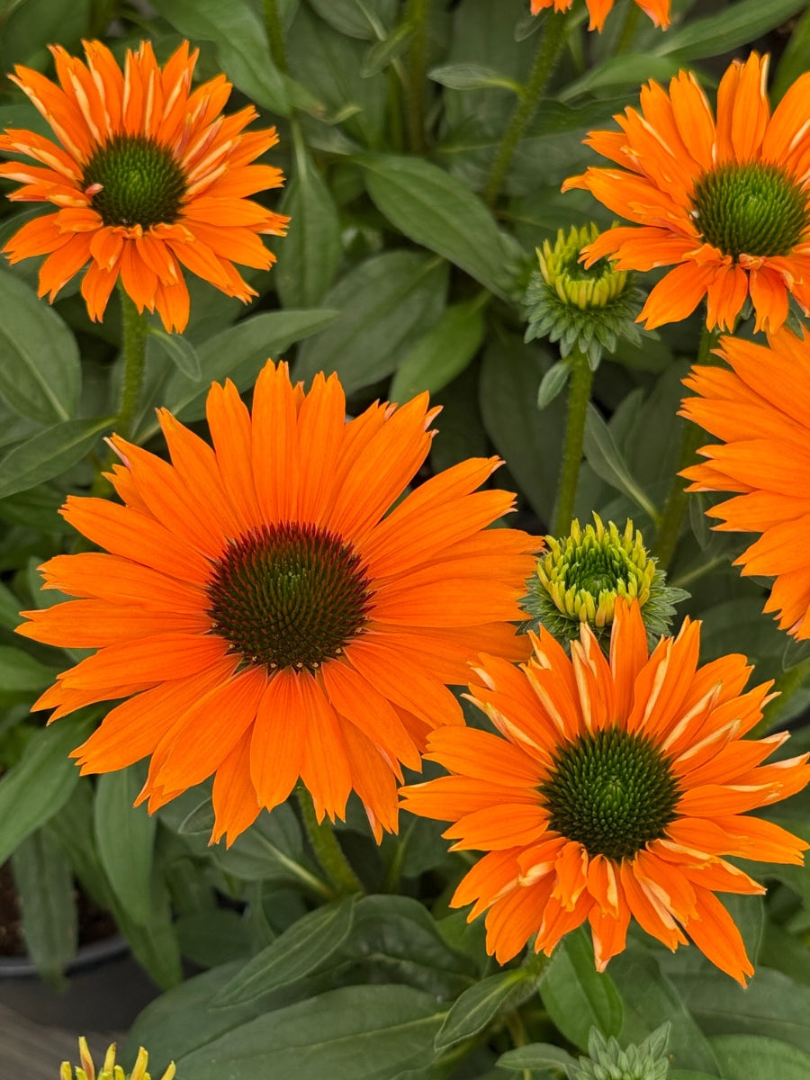 Echinacea 'Sunseekers Mineola' Coneflower 1G