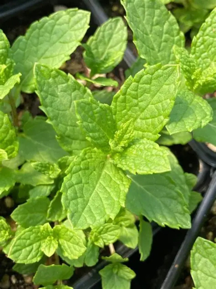 Mint Moroccan Spearmint 4''