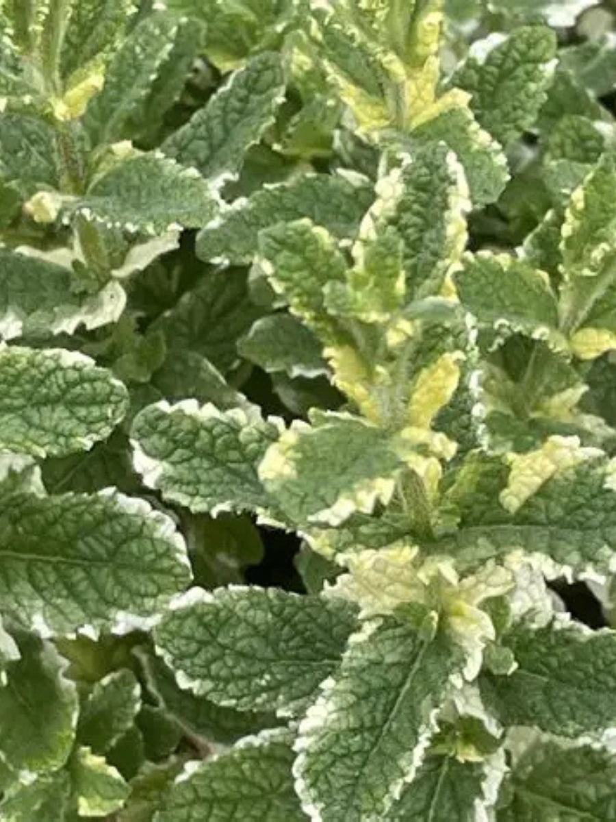Mint Pineapple 4''