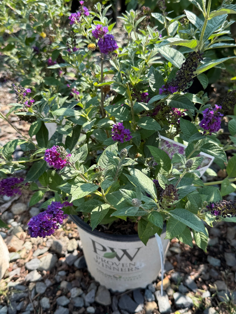 Butterfly Bush | Buddleia 'Miss Violet' 2G