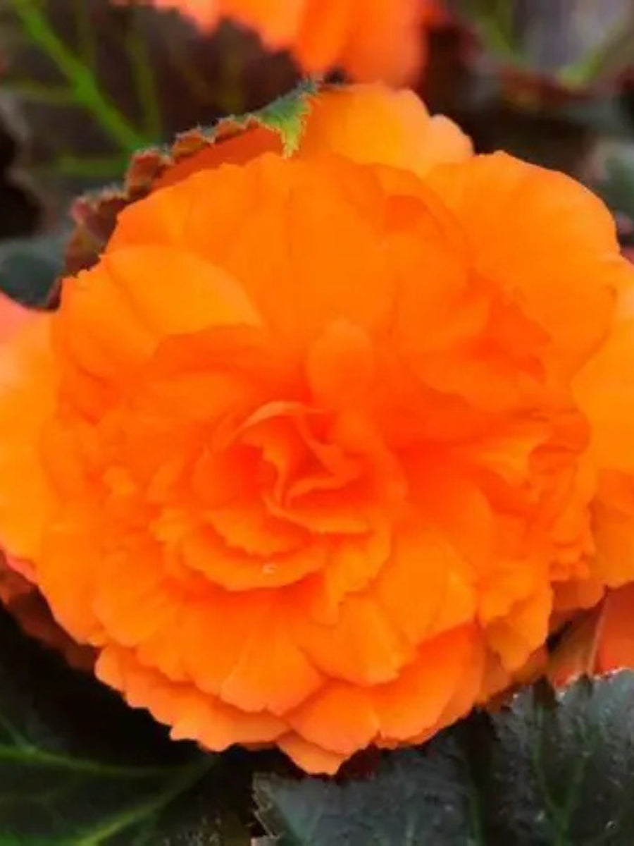 Begonia Nonstop® Mocca Bright Orange 4"
