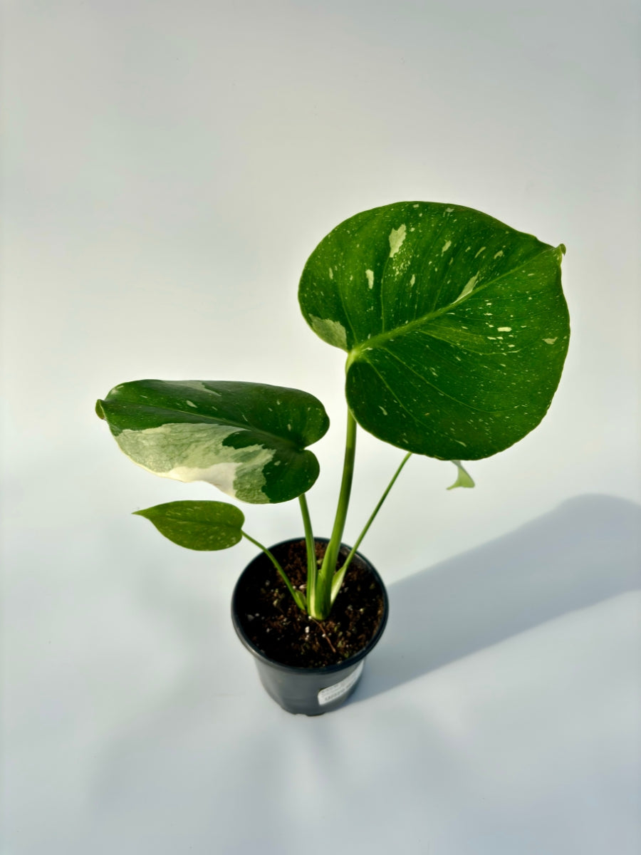 monstera thai constellation vs monstera deliciosa Monstera Deliciosa 'Thai Constellation' 4''