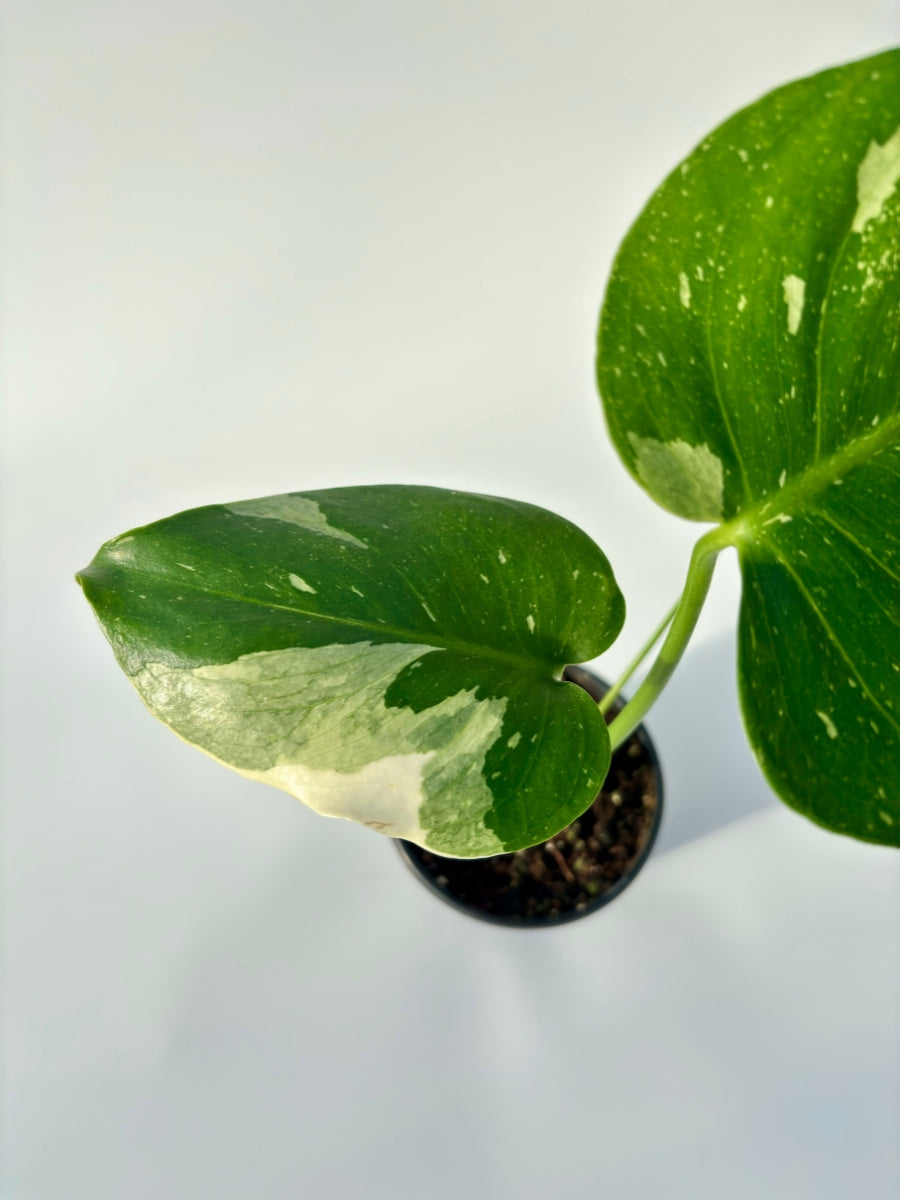 monstera thai constellation vs albo Monstera Deliciosa 'Thai Constellation' 4'' – Watson's Greenhouse