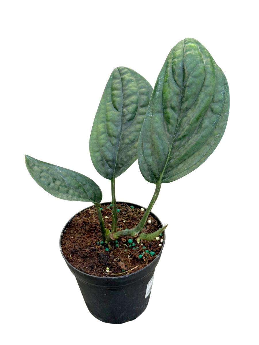 Monstera Peru 4''