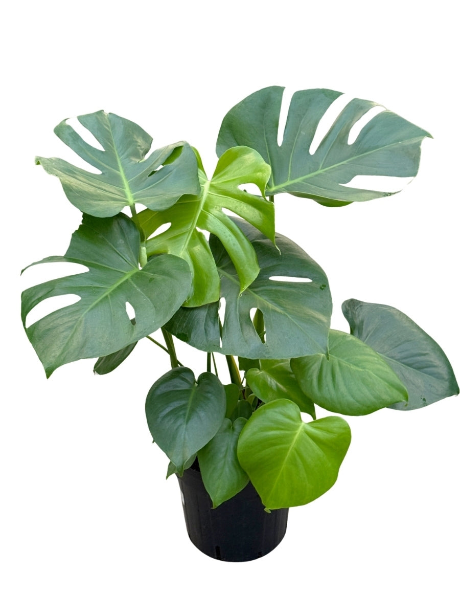 Philodendron Monstera deliciosa Split Leaf 8"