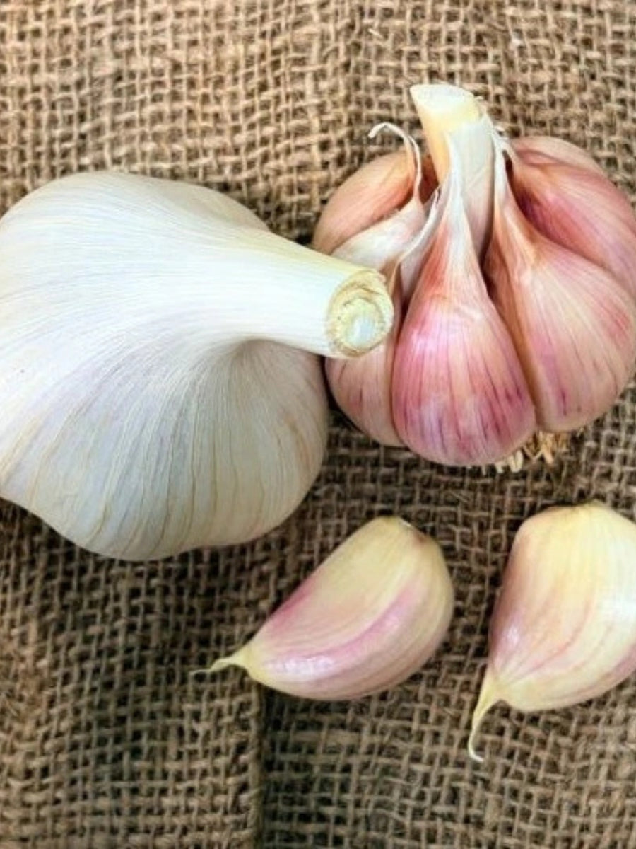 Garlic Hardneck 'Montana Zemo' - Edible Bulb