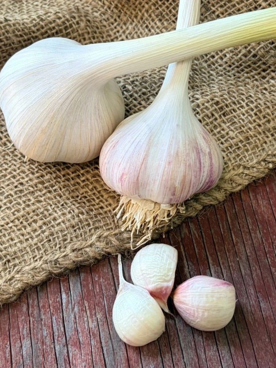 Garlic Hardneck 'Music' - Edible Bulb