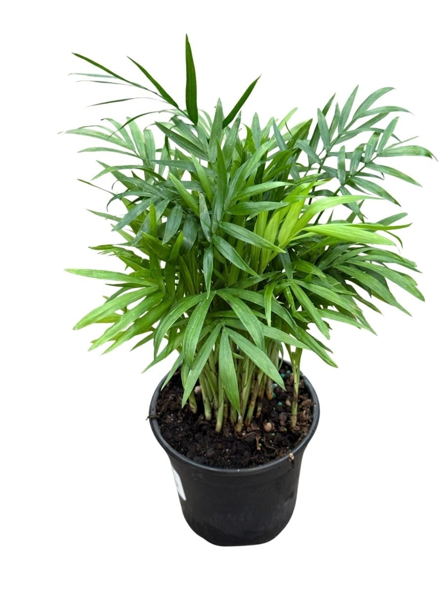 Neanthe Bella Palm