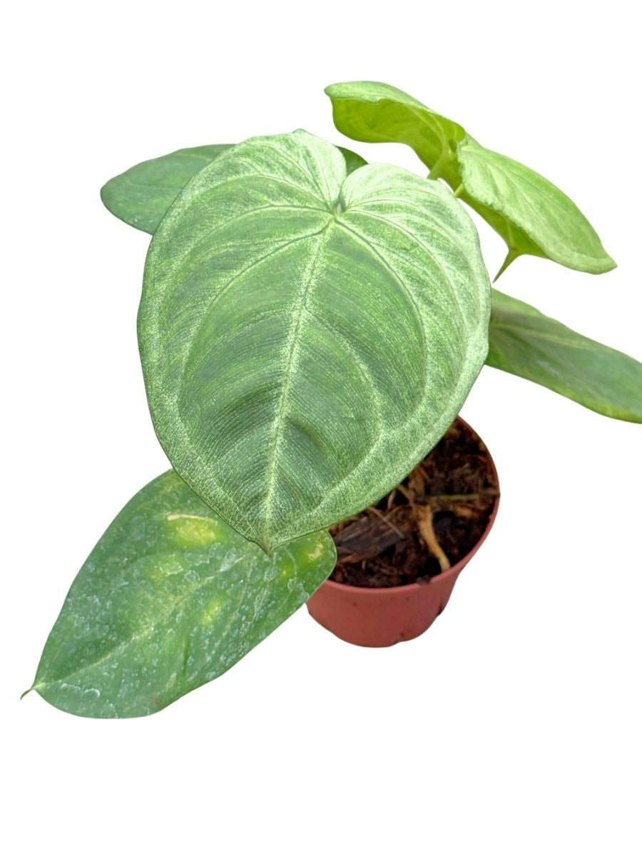 Nephthytis Syngonium Ice Frost 4''