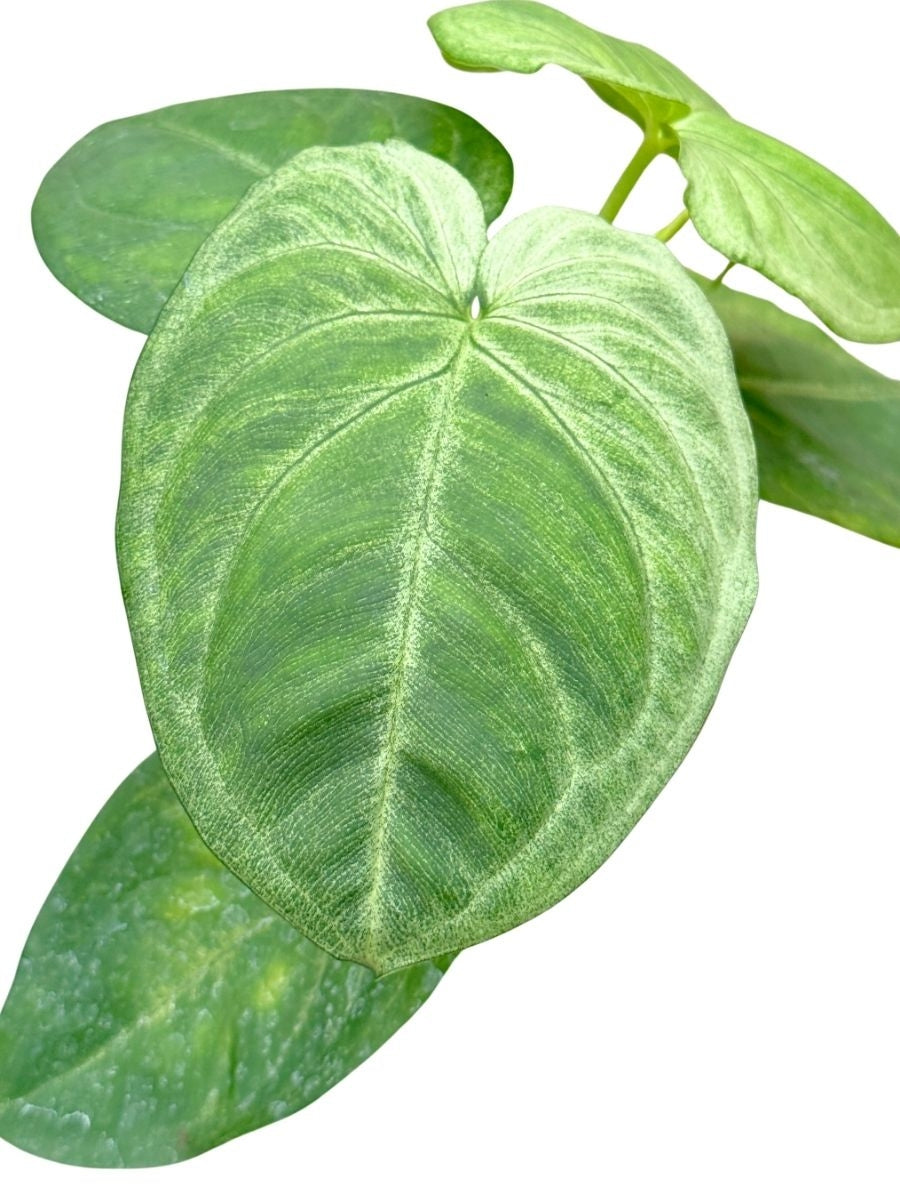 Nephthytis Syngonium Ice Frost 4''