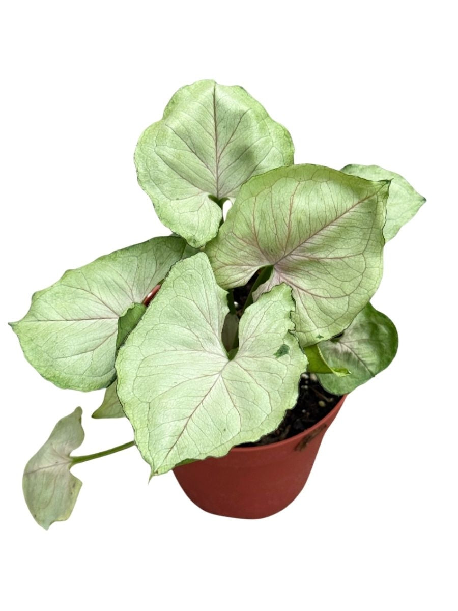 Nephthytis Syngonium Roxana 4''
