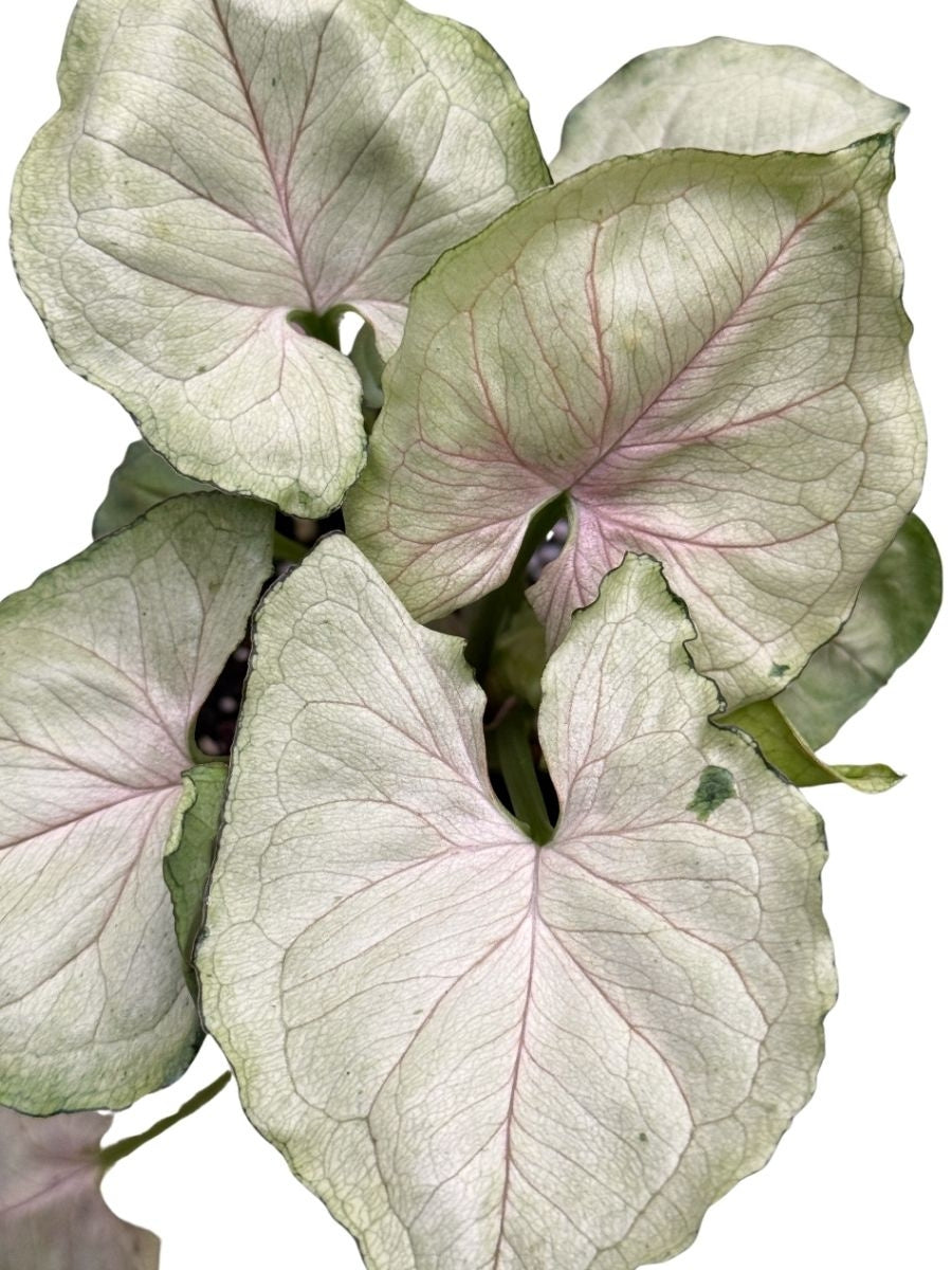 Nephthytis Syngonium Roxana 4''