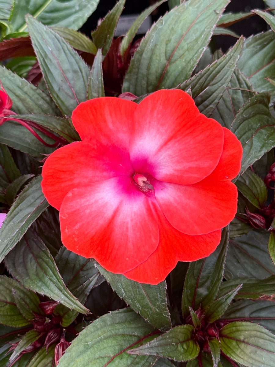 Impatien New Guinea Super Sonic®️ Orange Ice 4''