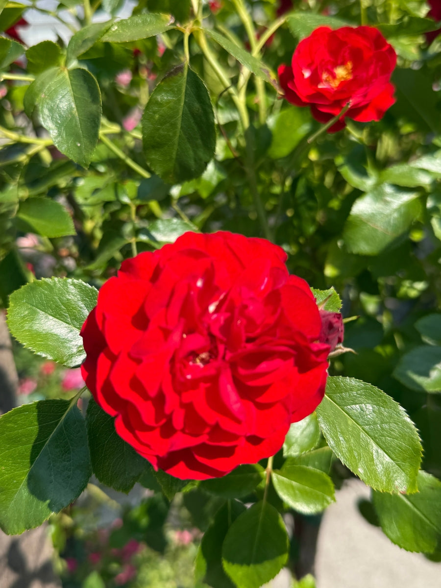 Rose 'Nitty Gritty Red' 2G