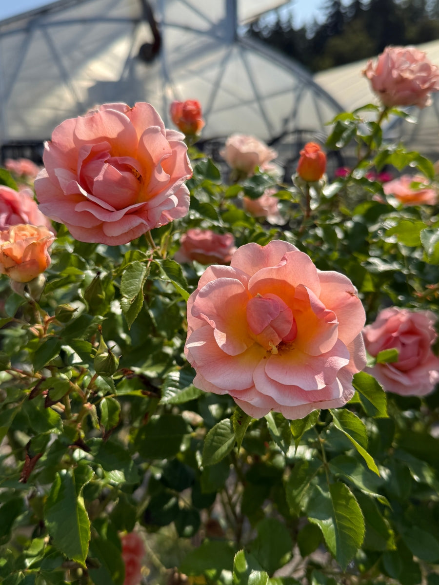 Rose 'Nitty Gritty Peach' 5G Tree