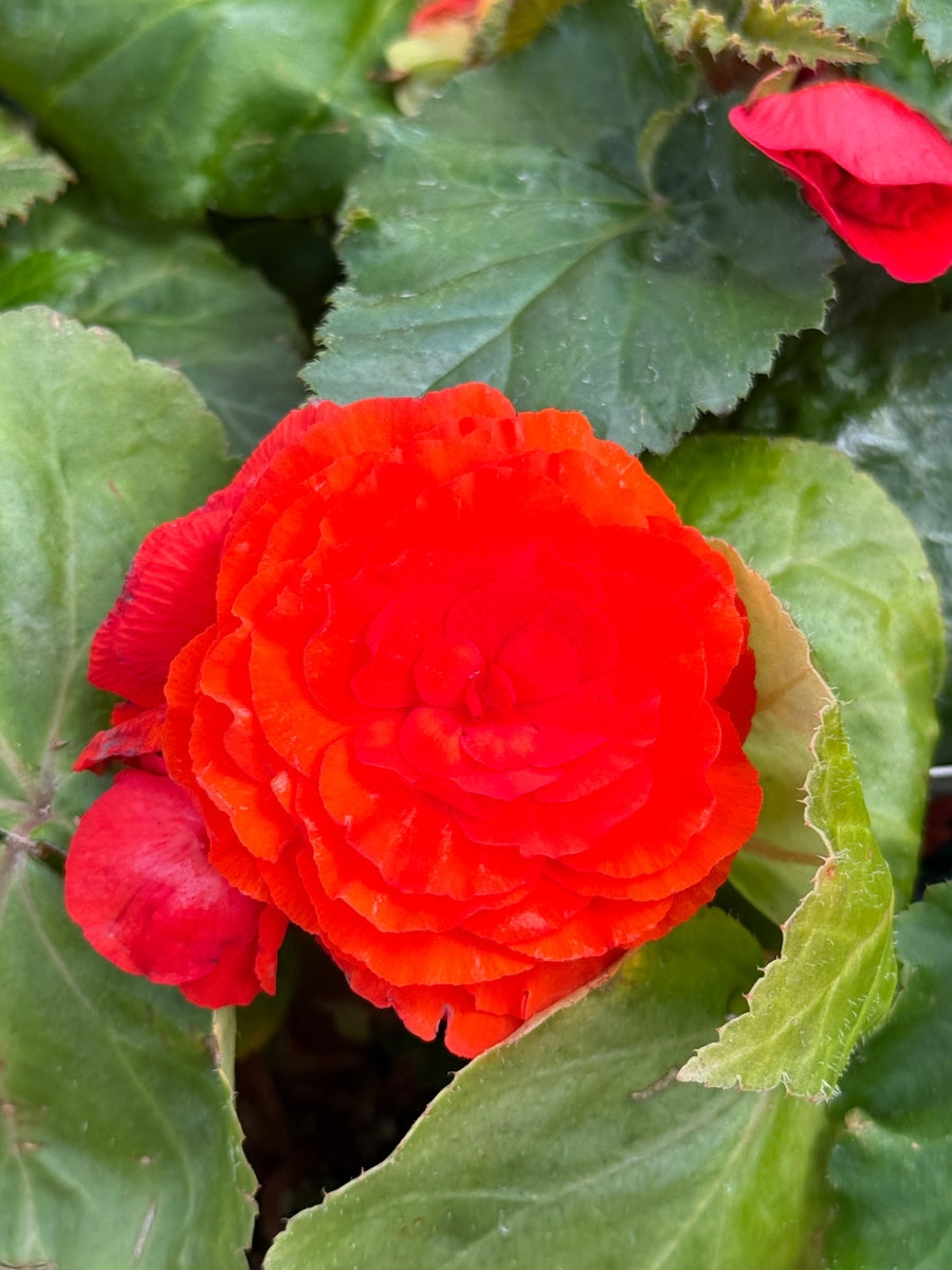 Begonia Nonstop® Orange 4”