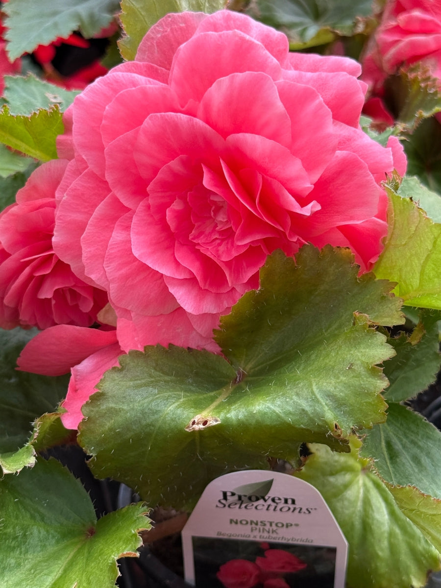 Begonia Nonstop® Pink 4”