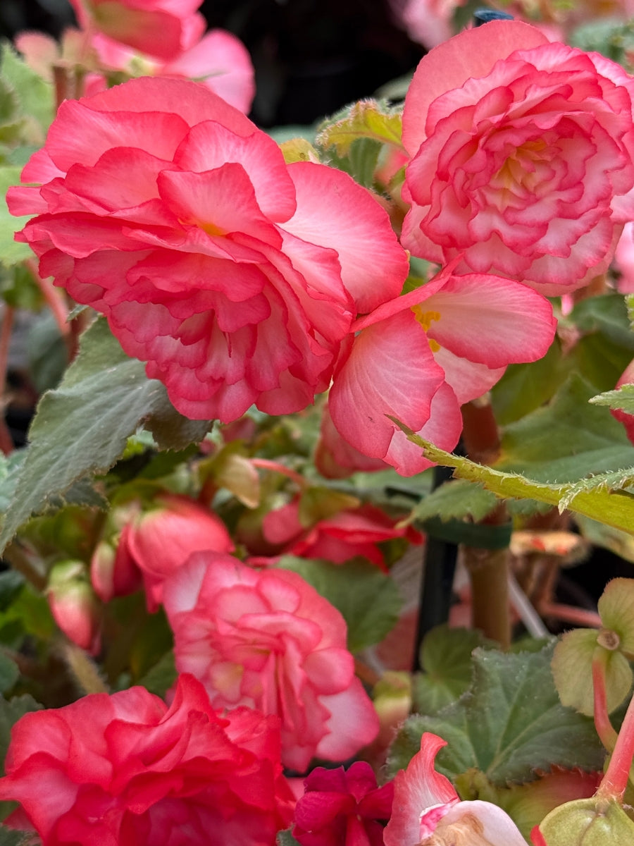 Begonia Nonstop® Rose Picotee 4"