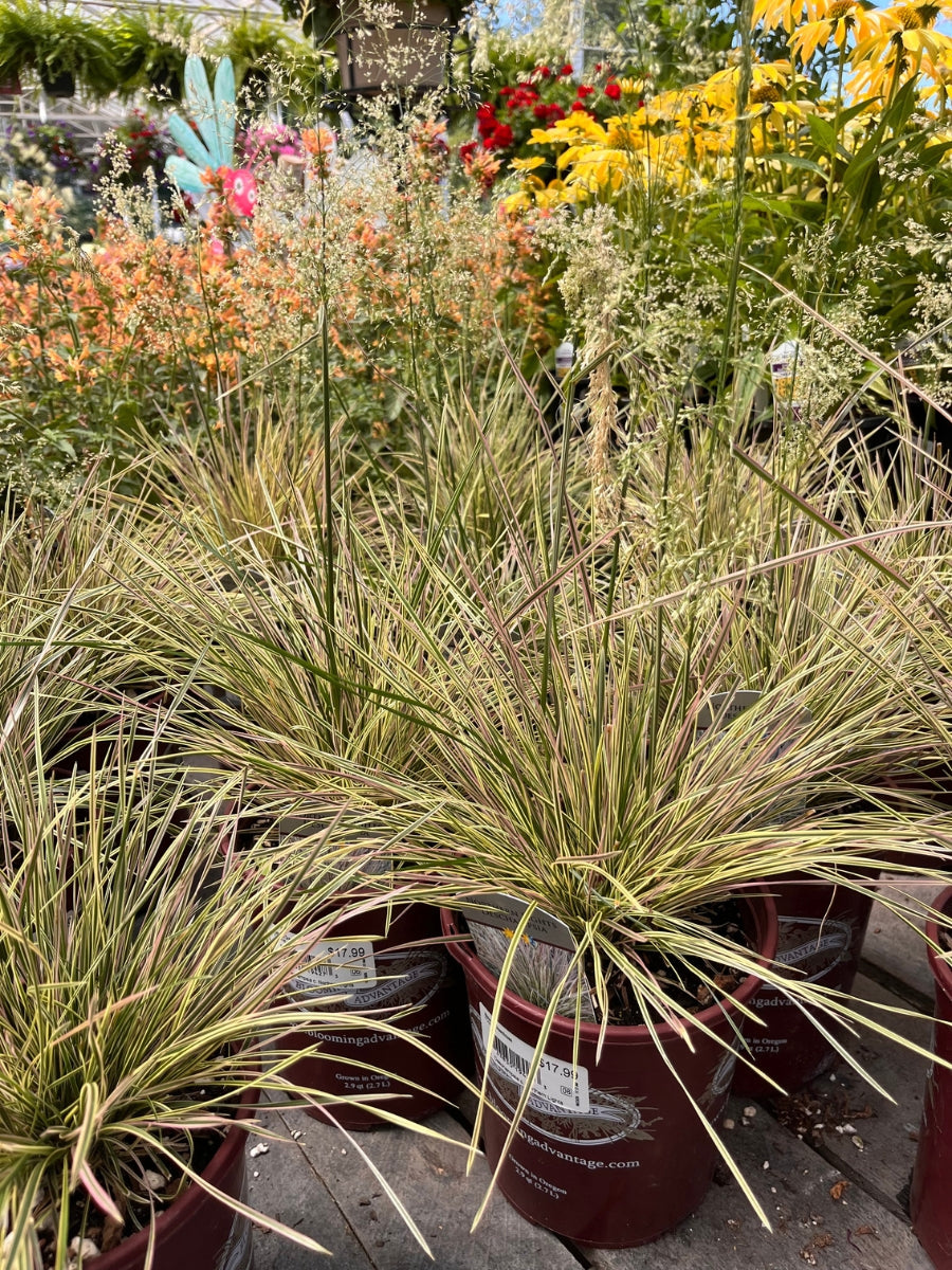 Hairgrass Deschampsia 'Northern Lights' 1G