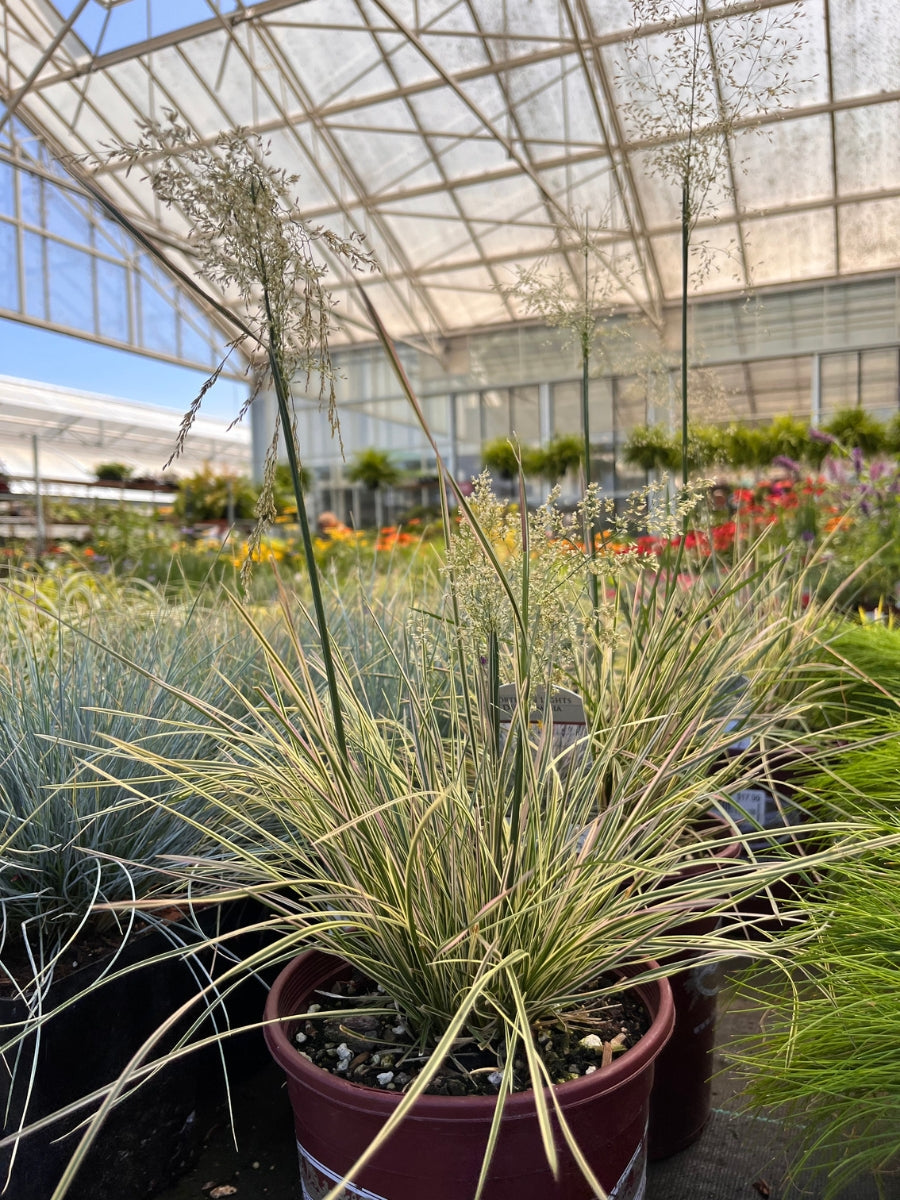 Hairgrass Deschampsia 'Northern Lights' 1G