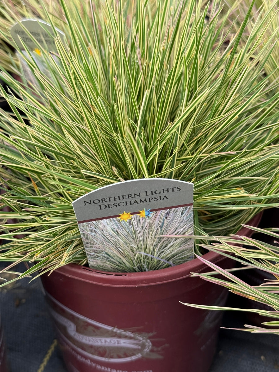 Hairgrass Deschampsia 'Northern Lights' 1G