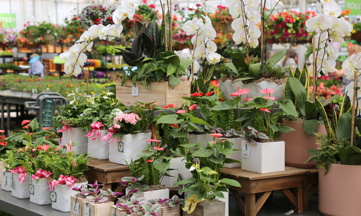 Watson's Design Watsons Original Designs – Watson's Greenhouse