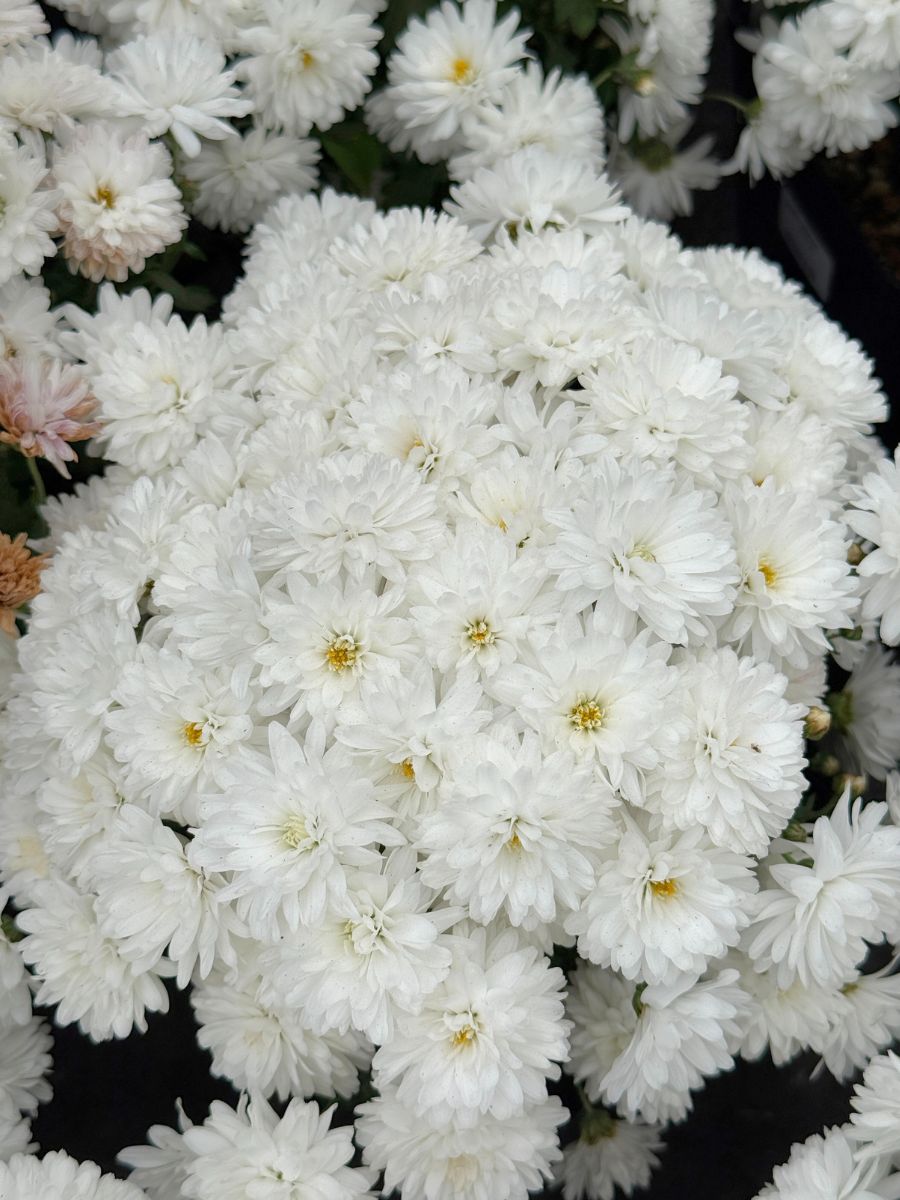 Mum 'Celestial White' 1G