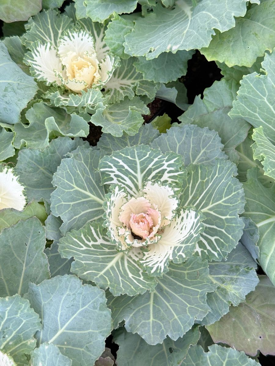 Watson's Greenhouse 