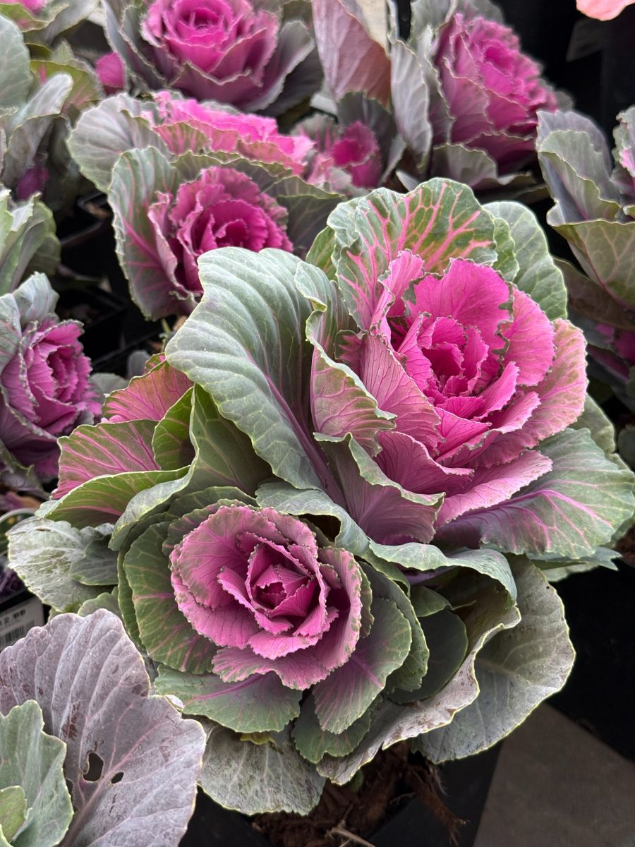 Watson's Greenhouse 