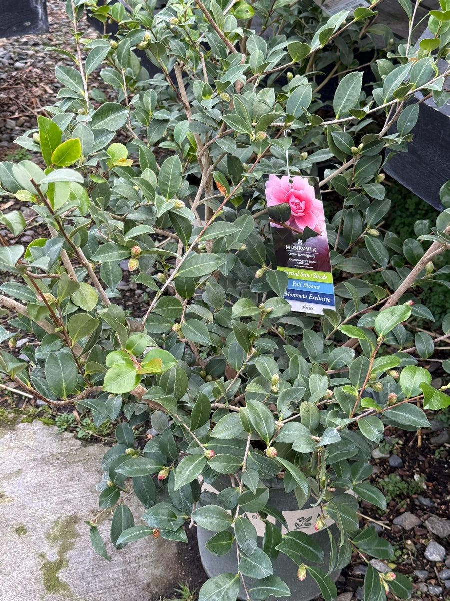Camellia sasanqua 'Chansonette's Blush' S5G