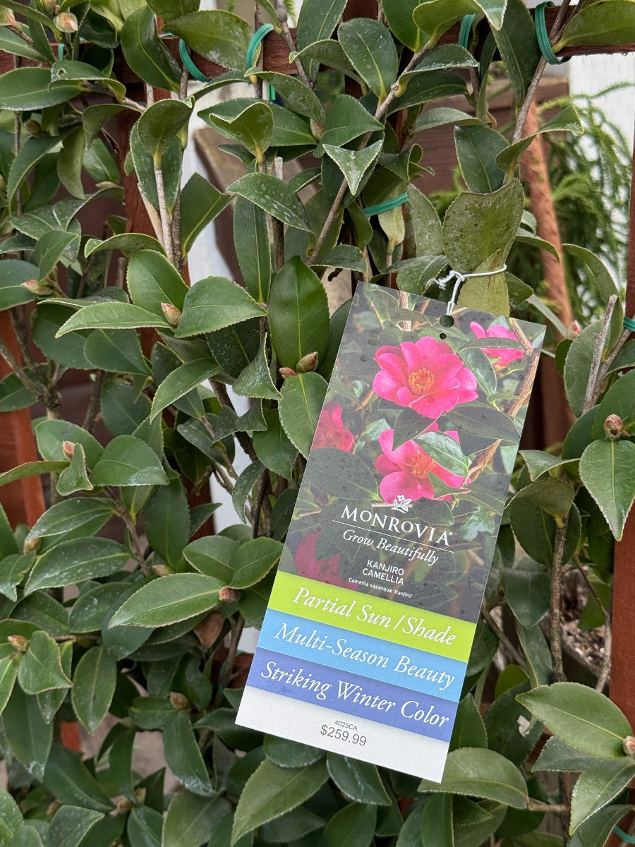 Camellia sasanqua 'Kanjiro' 5G Trellis