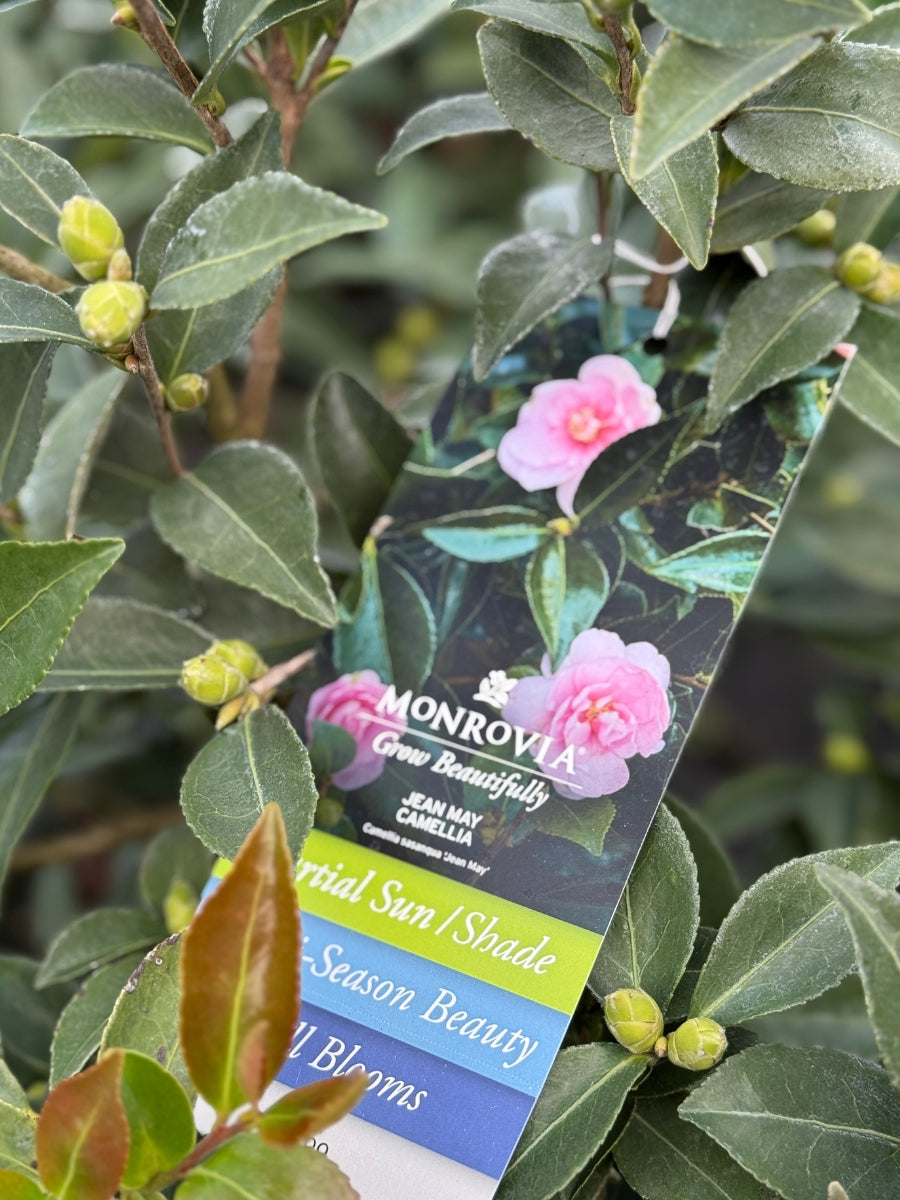 Camellia sasanqua 'Jean May' S5G