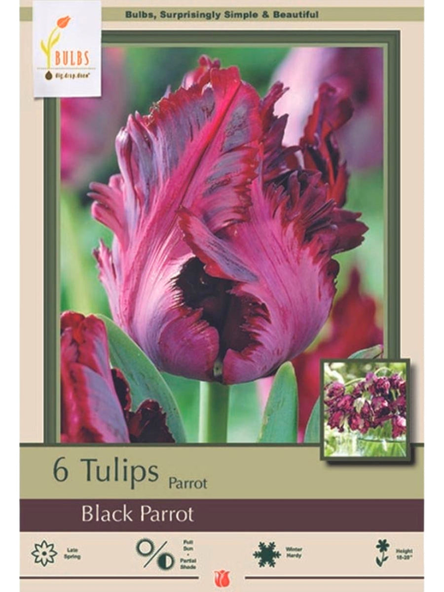 Tulip 'Black Parrot' - Bulb Pack