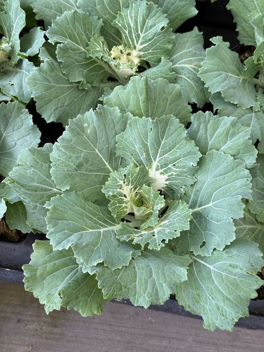 Watson's Greenhouse 