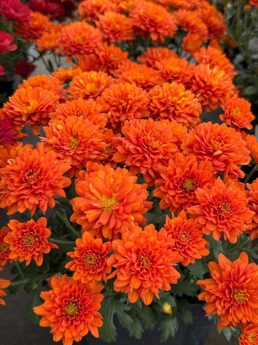 Mum 'Orange Zest'