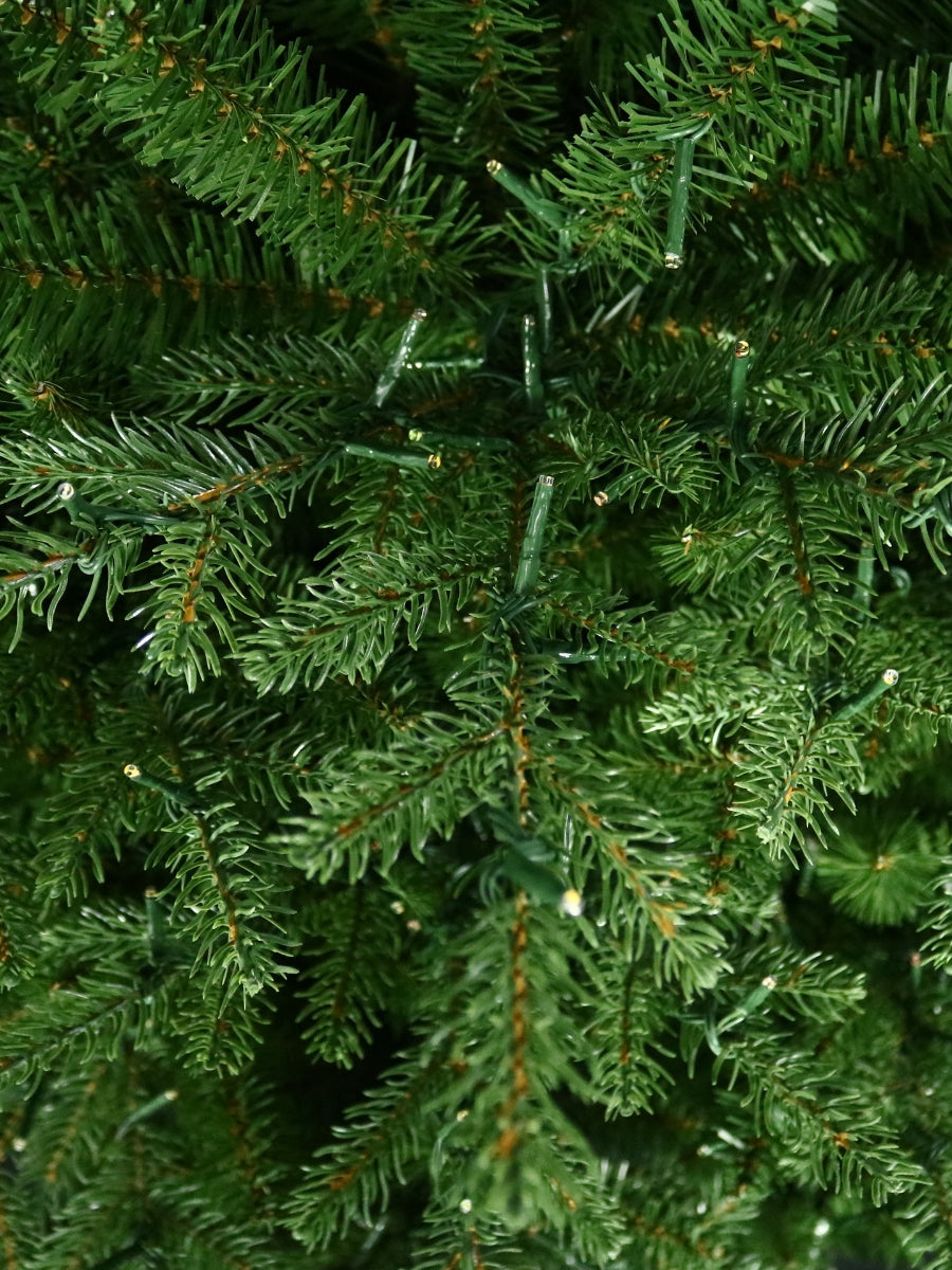 Kensington Fir 11'
