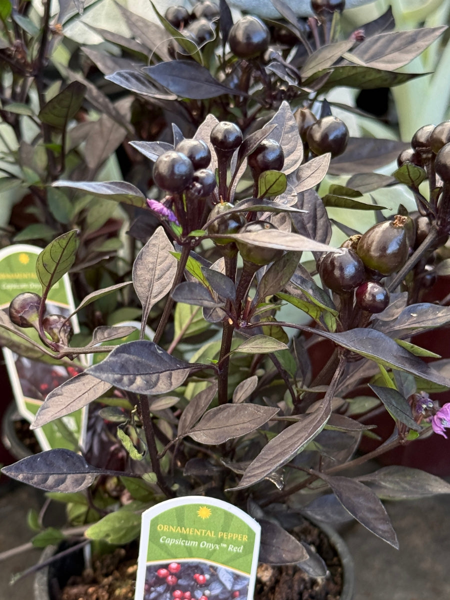Ornamental Pepper 'Onyx Red' 4''