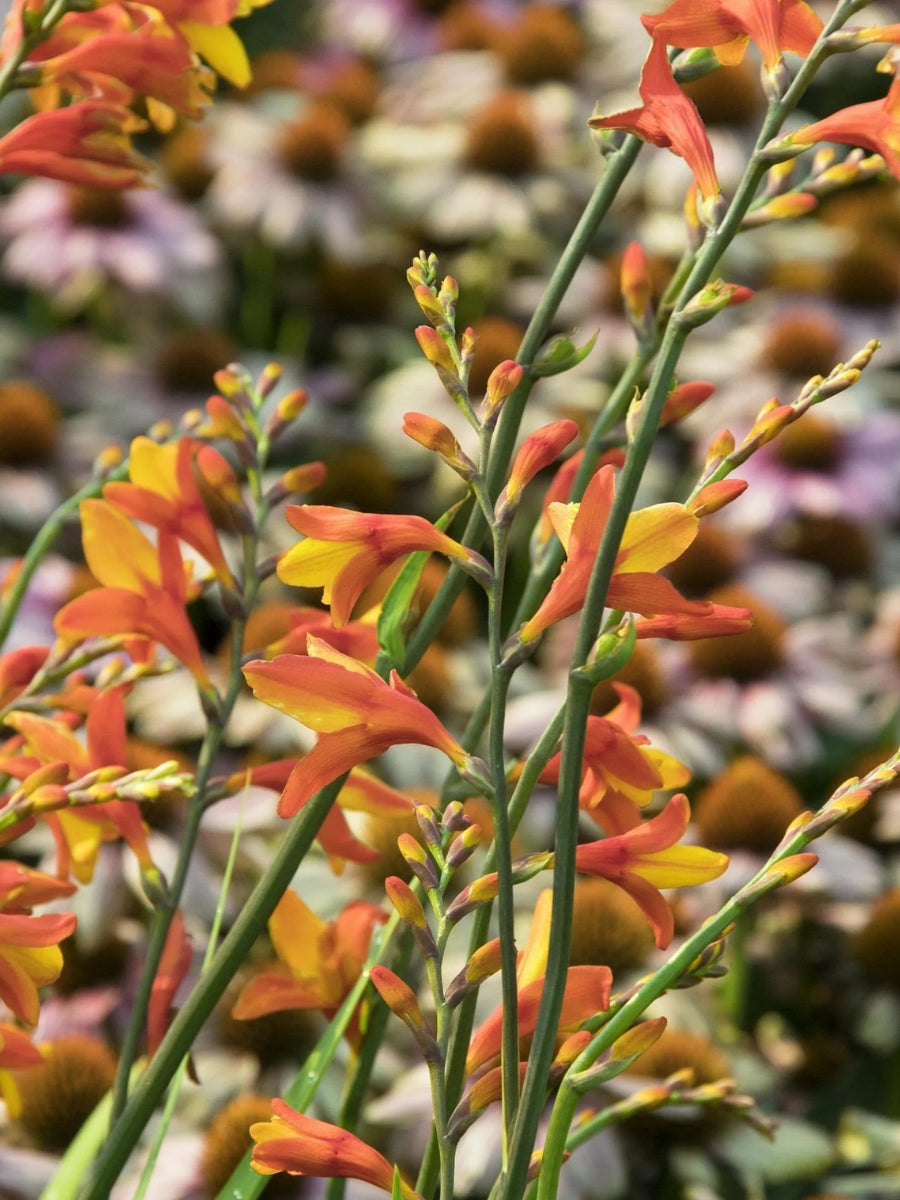 Crocosmia 'Orange Pekoe' 2G