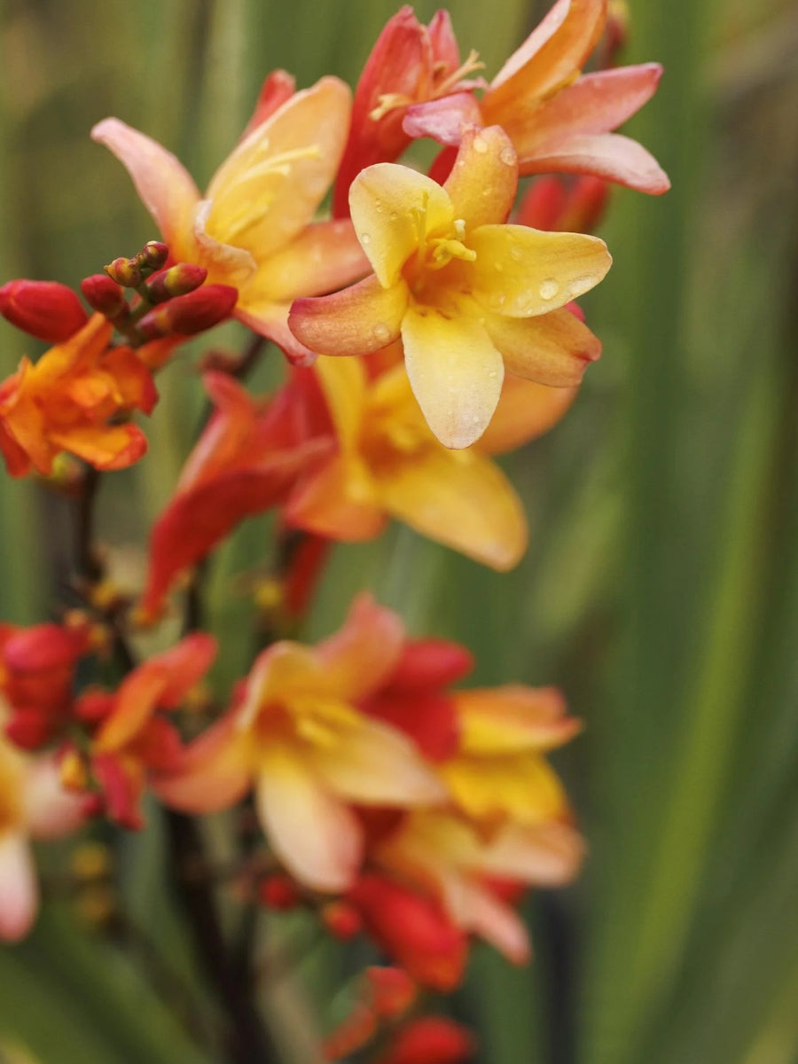 Crocosmia 'Orange Pekoe' 2G