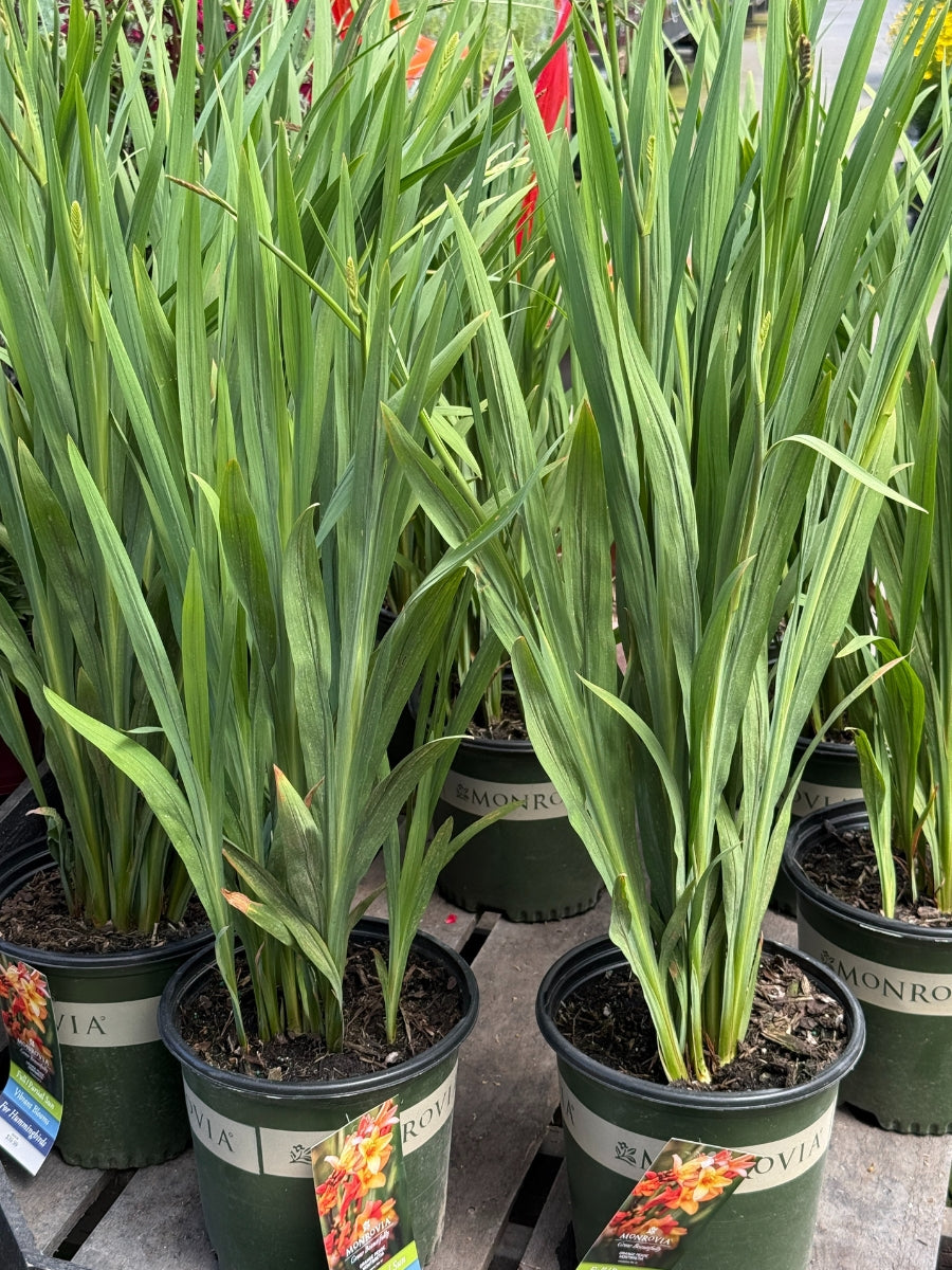 Crocosmia 'Orange Pekoe' 2G