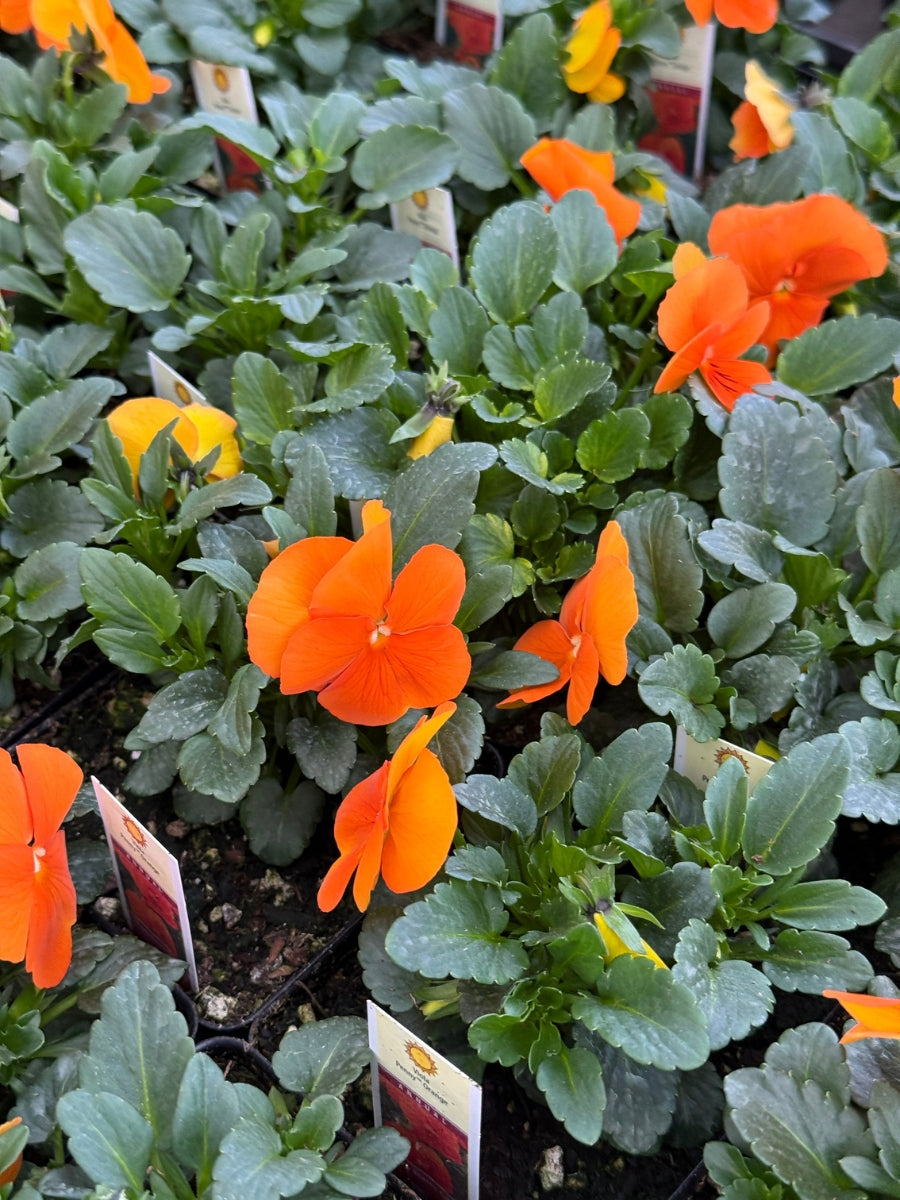 Violas